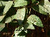  (Cassia renigera - Hosam00184)  @11 [ ] Copyright (2011) Dr. Hosam Elansary Alexandria University