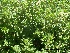  (Origanum majorana - Hosam00303)  @11 [ ] Copyright (2013) Dr. Hosam Elansary Alexandria University