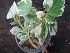  (Plectranthus - Hosam00430)  @11 [ ] Copyright (2013) Dr. Hosam Elansary Alexandria University