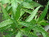  (Ruellia brittoniana - Hosam00419)  @11 [ ] Copyright (2013) Dr. Hosam Elansary Alexandria University