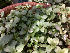  ( - Hosam00186)  @11 [ ] Copyright (2010) Dr. Hosam Elansary Alexandria University