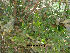  (Myrtus - Hosam00124)  @11 [ ] Copyright (2011) Dr. Hosam Elansary Alexandria University