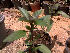  ( - Hosam00191)  @11 [ ] Copyright (2011) Dr. Hosam Elansary Alexandria University