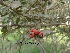  (Pyracantha fortuneana - Hosam00158)  @11 [ ] Copyright (2011) Dr. Hosam Elansary Alexandria University