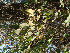  (Pyrus calleryana - Hosam00157)  @11 [ ] Copyright (2011) Dr. Hosam Elansary Alexandria University