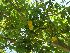  (Tecoma stans - Hosam00039)  @11 [ ] Copyright (2010) Dr. Hosam Elansary Alexandria University