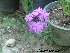  (Verbena x hybrid - Hosam00349)  @11 [ ] Copyright (2013) Dr. Hosam Elansary Alexandria University
