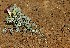 ( - HPAP10)  @11 [ ] Unspecified (default): All Rights Reserved  Unspecified Unspecified