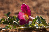  (Harpagophytum procumbens - HPAP5)  @11 [ ] Unspecified (default): All Rights Reserved  Unspecified Unspecified