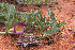  (Harpagophytum - HPAP41)  @11 [ ] Unspecified (default): All Rights Reserved  Unspecified Unspecified