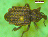  (Hoplopteridius - Hop1_1_1)  @11 [ ] CreativeCommons  Attribution Non-Commercial Share-Alike (2018) Didem Coral Sahin Unspecified