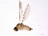  (Peromyiini - BIOUG07076-B10)  @13 [ ] CreativeCommons - Attribution (2014) CBG Photography Group Centre for Biodiversity Genomics
