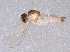  ( - BIOUG07076-D10)  @13 [ ] CreativeCommons - Attribution (2014) CBG Photography Group Centre for Biodiversity Genomics