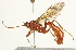  ( - BIOUG07080-B10)  @15 [ ] CreativeCommons - Attribution (2014) CBG Photography Group Centre for Biodiversity Genomics