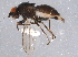  (Leucopis argenticollis - BIOUG07126-F12)  @14 [ ] CreativeCommons - Attribution (2014) CBG Photography Group Centre for Biodiversity Genomics