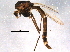  (Chironomus salinarius - BIOUG07129-G08)  @13 [ ] CreativeCommons - Attribution (2014) CBG Photography Group Centre for Biodiversity Genomics