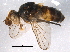  (Siphona abdominalis - BIOUG07150-C05)  @14 [ ] CreativeCommons - Attribution (2014) CBG Photography Group Centre for Biodiversity Genomics