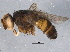 ( - BIOUG07150-G05)  @13 [ ] CreativeCommons - Attribution (2014) CBG Photography Group Centre for Biodiversity Genomics