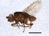  (Spelobia acadiensis - BIOUG07157-C06)  @12 [ ] CreativeCommons - Attribution (2014) CBG Photography Group Centre for Biodiversity Genomics