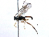  ( - BIOUG07160-G08)  @13 [ ] CreativeCommons - Attribution (2014) CBG Photography Group Centre for Biodiversity Genomics