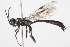  (Ichnoceros - BIOUG07372-C10)  @14 [ ] CreativeCommons - Attribution (2014) CBG Photography Group Centre for Biodiversity Genomics