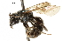  ( - BIOUG07372-G08)  @11 [ ] CreativeCommons - Attribution (2018) CBG Photography Group Centre for Biodiversity Genomics