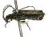  ( - BIOUG07426-C11)  @13 [ ] CreativeCommons - Attribution (2014) CBG Photography Group Centre for Biodiversity Genomics