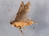  ( - BIOUG07280-C12)  @13 [ ] CreativeCommons - Attribution (2014) CBG Photography Group Centre for Biodiversity Genomics