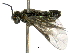  ( - BIOUG07533-D03)  @14 [ ] CreativeCommons - Attribution (2014) CBG Photography Group Centre for Biodiversity Genomics