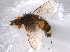 ( - BIOUG07463-A09)  @14 [ ] CreativeCommons - Attribution (2014) CBG Photography Group Centre for Biodiversity Genomics