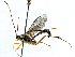  ( - BIOUG07654-G01)  @13 [ ] CreativeCommons - Attribution (2014) CBG Photography Group Centre for Biodiversity Genomics