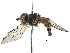  (Epistrophe emarginata - BIOUG07705-H01)  @15 [ ] CreativeCommons - Attribution (2016) CBG Photography Group Centre for Biodiversity Genomics