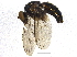  ( - BIOUG07664-H01)  @13 [ ] CreativeCommons - Attribution (2014) CBG Photography Group Centre for Biodiversity Genomics