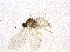  ( - BIOUG07706-G05)  @13 [ ] CreativeCommons - Attribution (2014) CBG Photography Group Centre for Biodiversity Genomics