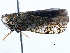  ( - BIOUG08430-G10)  @13 [ ] CreativeCommons - Attribution (2014) CBG Photography Group Centre for Biodiversity Genomics