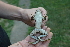  ( - HRWF4_9)  @11 [ ] CreativeCommons - Attribution Non-Commercial Share-Alike (2021) Unspecified Varazdin City Museum