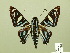  (Nosphistia - HESP-EB 01 025)  @15 [ ] Copyright (2010) Ernst Brockmann Research Collection of Ernst Brockmann