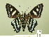  (Jemadia scomber - HESP-EB 01 028)  @14 [ ] Copyright (2010) Ernst Brockmann Research Collection of Ernst Brockmann