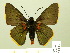  ( - HESP-EB 01 091)  @14 [ ] Copyright (2010) Ernst Brockmann Research Collection of Ernst Brockmann