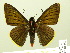  ( - HESP-EB 01 092)  @14 [ ] Copyright (2010) Ernst Brockmann Research Collection of Ernst Brockmann