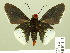  ( - HESP-EB 01 107)  @14 [ ] Copyright (2010) Ernst Brockmann Research Collection of Ernst Brockmann