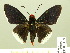  ( - HESP-EB 01 107)  @13 [ ] Copyright (2010) Ernst Brockmann Research Collection of Ernst Brockmann