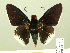  ( - HESP-EB 01 108)  @14 [ ] Copyright (2010) Ernst Brockmann Research Collection of Ernst Brockmann