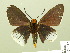  ( - HESP-EB 01 113)  @13 [ ] Copyright (2010) Ernst Brockmann Research Collection of Ernst Brockmann