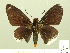  ( - HESP-EB 01 113)  @13 [ ] Copyright (2010) Ernst Brockmann Research Collection of Ernst Brockmann