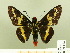 (Sarbia curitiba - HESP-EB 00 192)  @14 [ ] Copyright (2010) Unspecified Research Collection of Ernst Brockmann