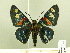 ( - HESP-EB 00 197)  @13 [ ] Copyright (2010) Unspecified Research Collection of Ernst Brockmann