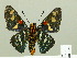  ( - HESP-EB 00 198)  @13 [ ] Copyright (2010) Unspecified Research Collection of Ernst Brockmann