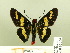  ( - HESP-EB 00 199)  @13 [ ] Copyright (2010) Unspecified Research Collection of Ernst Brockmann