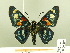  ( - HESP-EB 00 206)  @14 [ ] Copyright (2010) Unspecified Research Collection of Ernst Brockmann